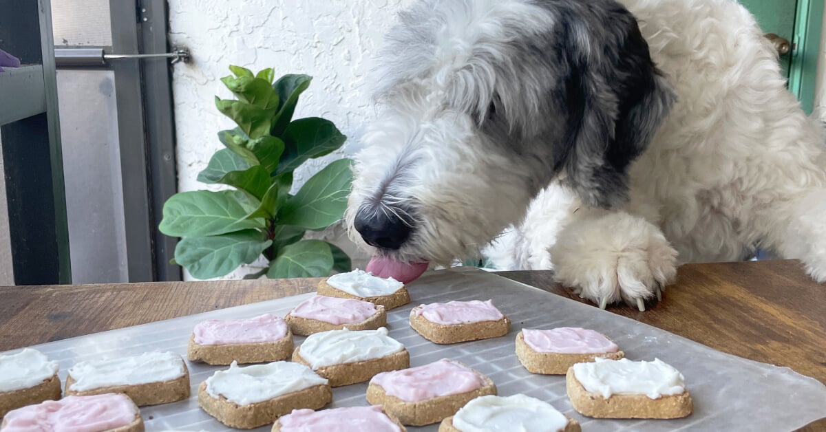 hard icing for dog treats