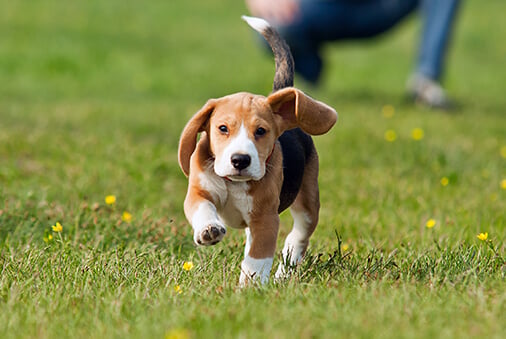 puppy runs free in grass with owner squatted behind