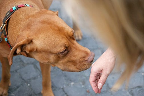 brown dog sniffing the top of a human's hand