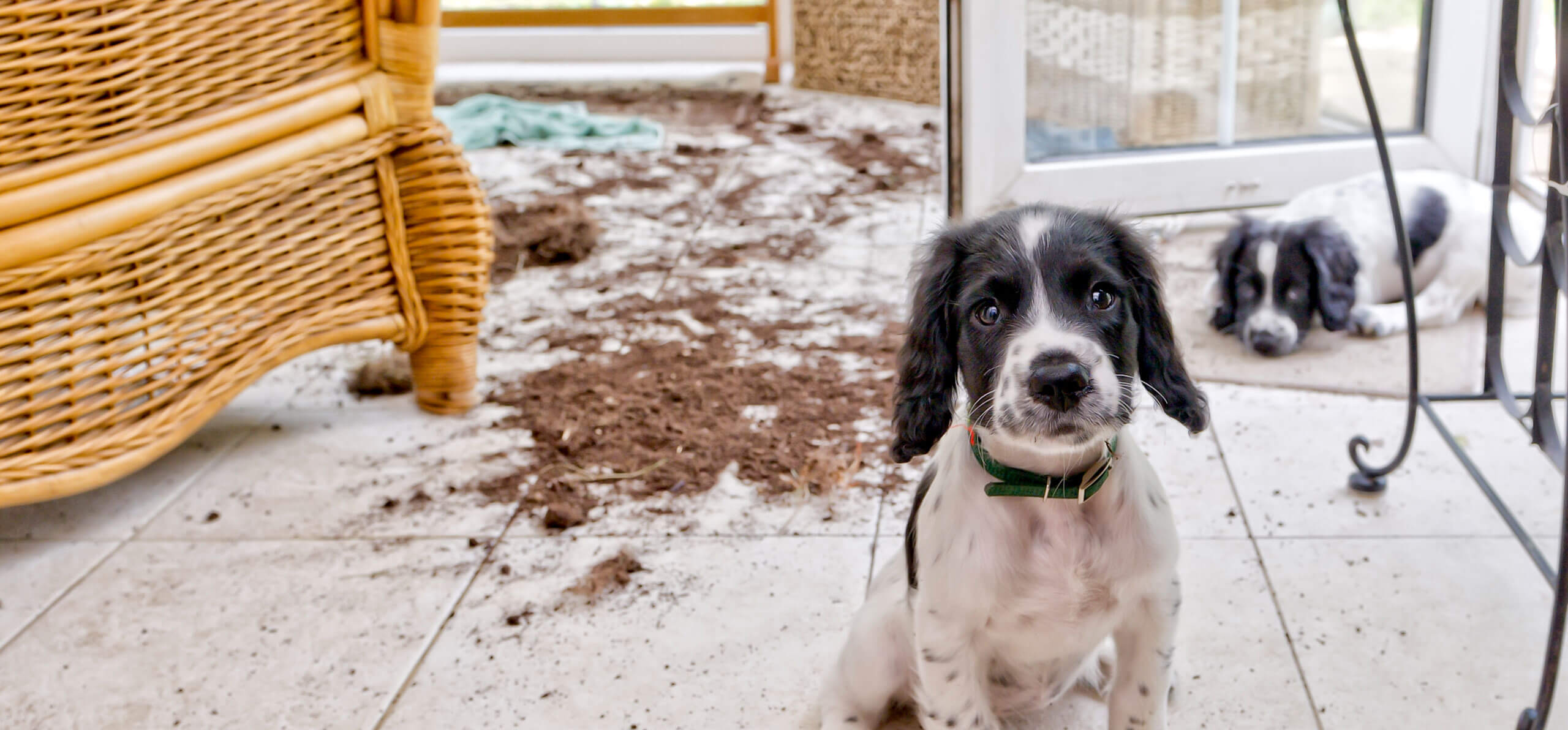 two sad puppies with a mess of dirt they made behind them