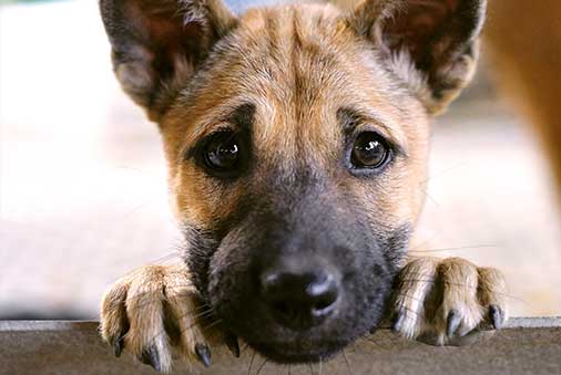 How to Puppy-Proof Your Home