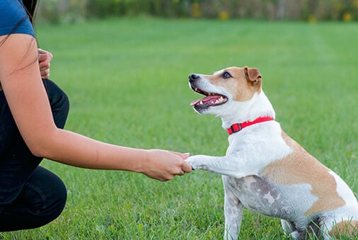 small dog shaking its paw with its owner's hand
