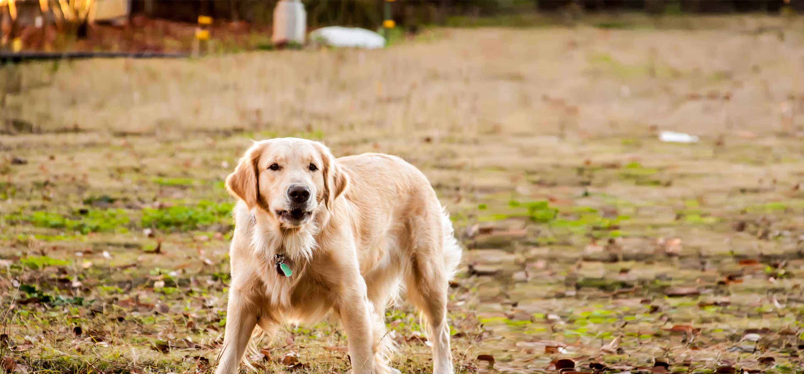 dog standing wide and low prepared for trouble