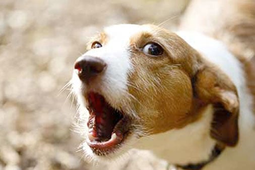 dog barking consolingly