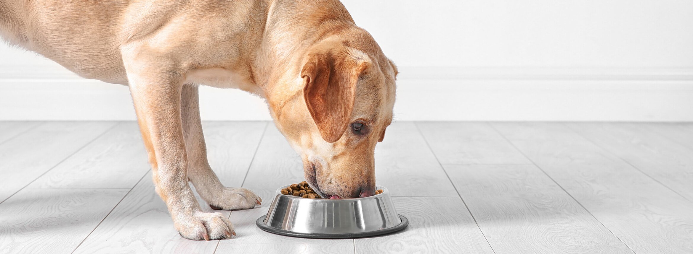 dog eating food out of bowl