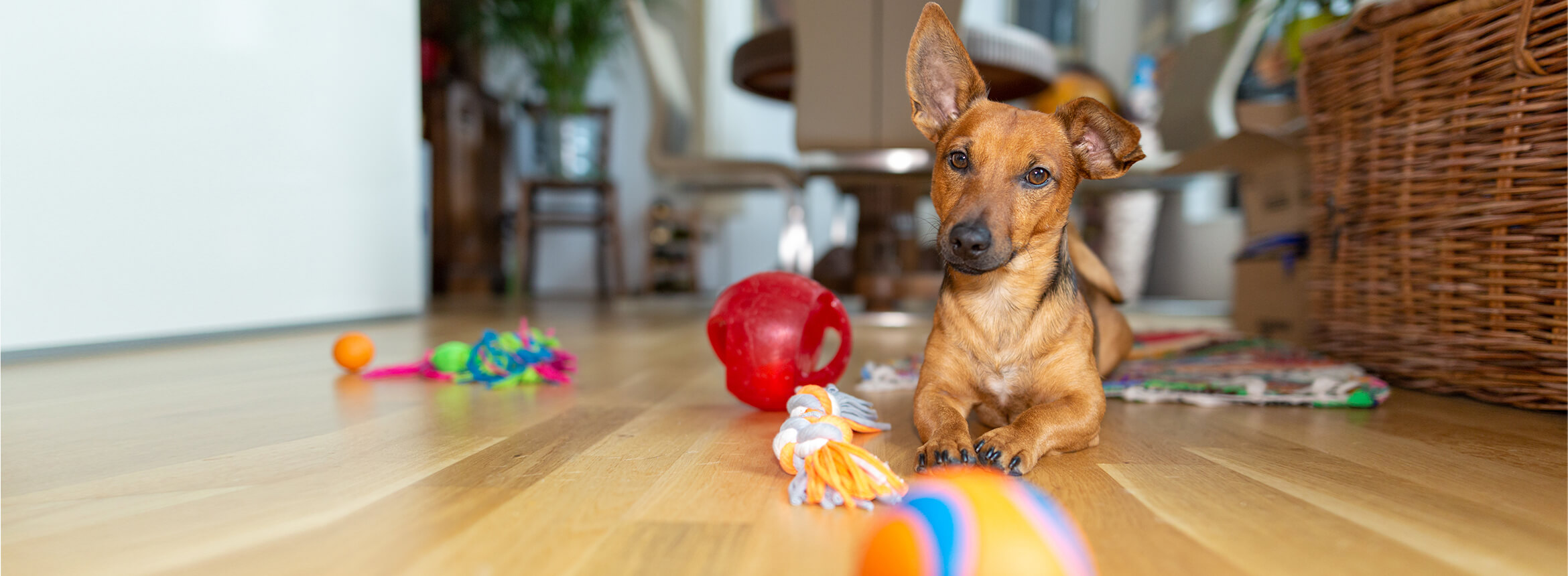 dog laying on the floor surrounded by toys