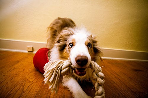 dog laying on hardwood chewing rope