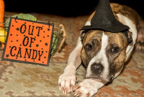 Is Chocolate Safe for Dogs? 