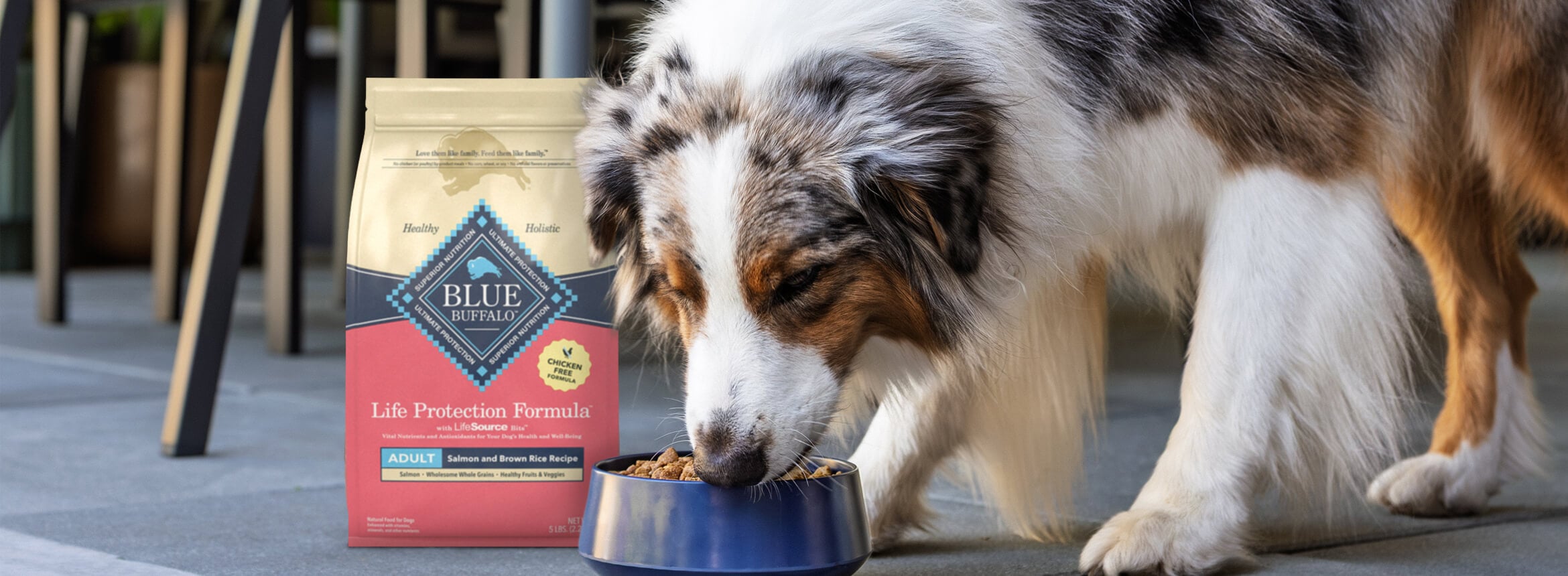 A fluffy Australian Shepherd is eating kibble out of a dog bowl next to a bag of Life Protection Formula Salmon dog food.