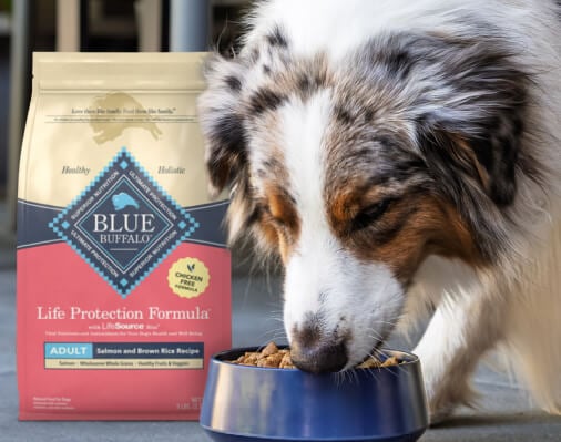 The Benefits of Feeding Your Dog Salmon  
