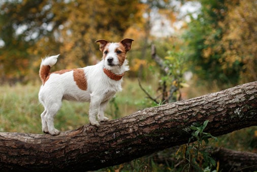 Help Your Little Dog <br/>Live Large