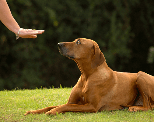 image of brown dog laying down