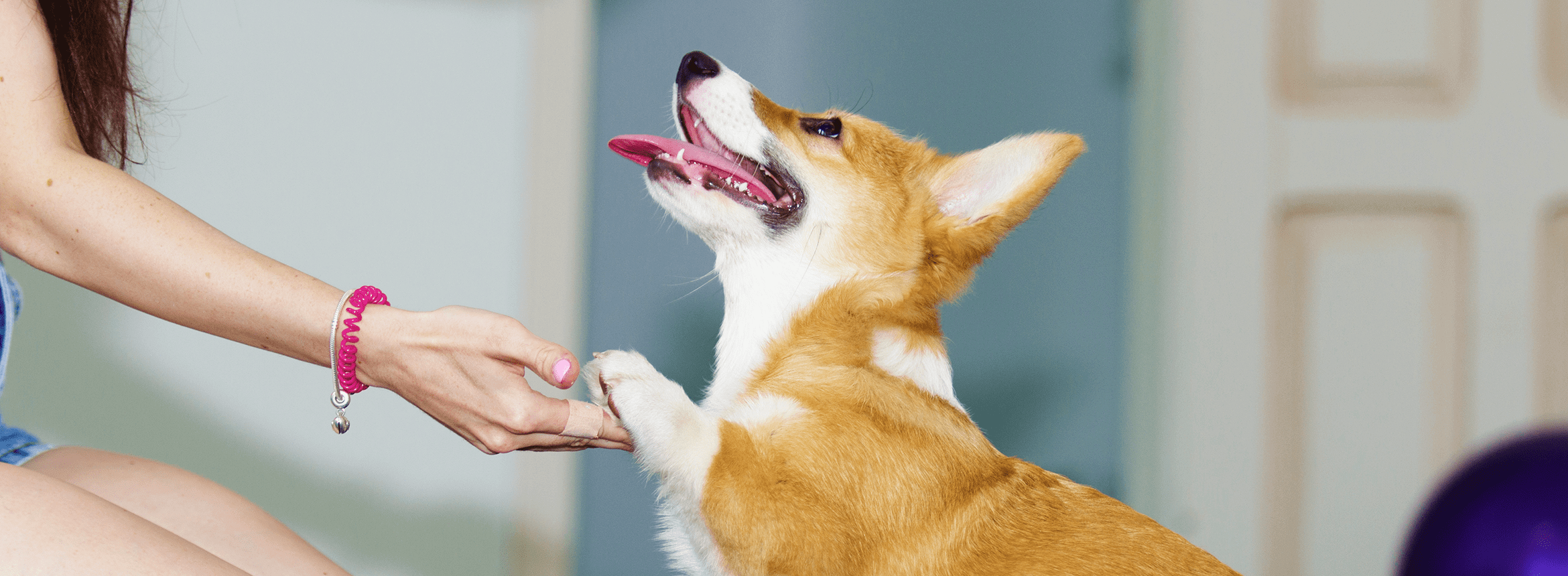 image of a puppy shaking hands