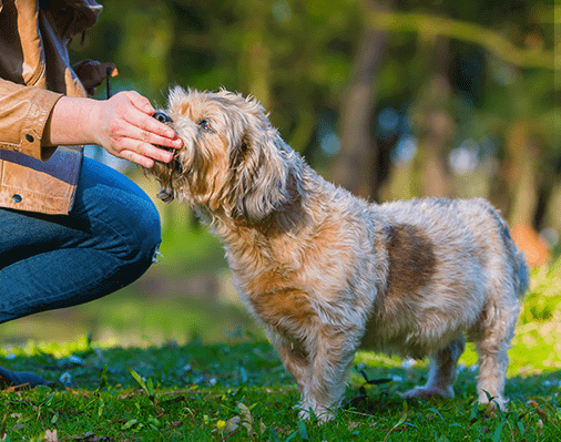 image of a senior dog being hand feed