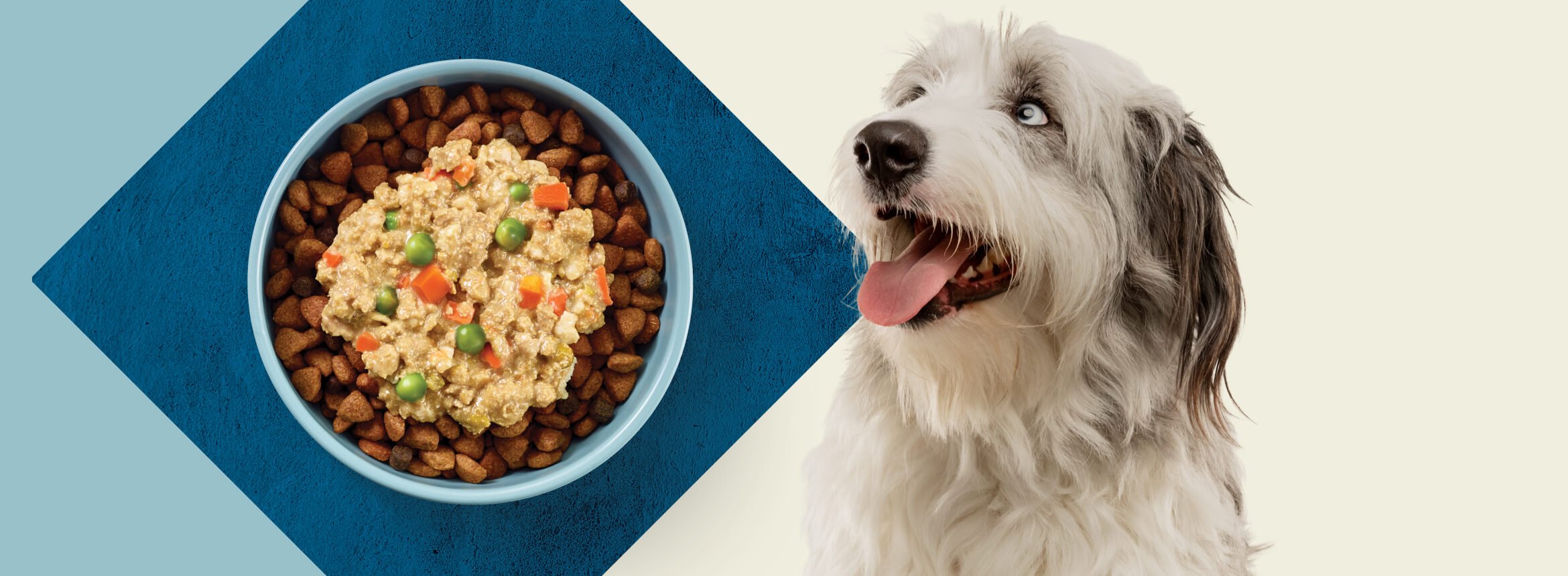 A multicolored dog stares toward a bowl filled with dry dog food that’s topped with BLUE Love Made fresh wet dog food.