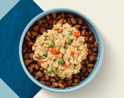 How Do You Mix Fresh Dog Food with Dry Dog Food?