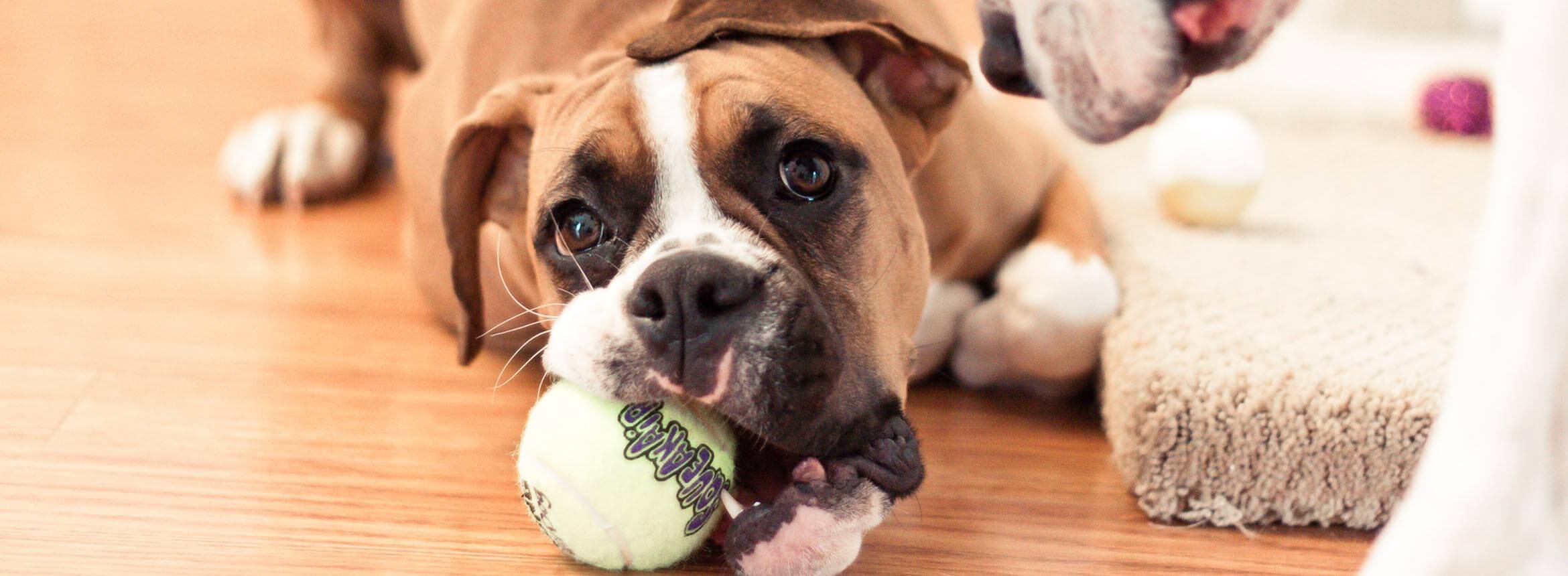 image of a boxer dog