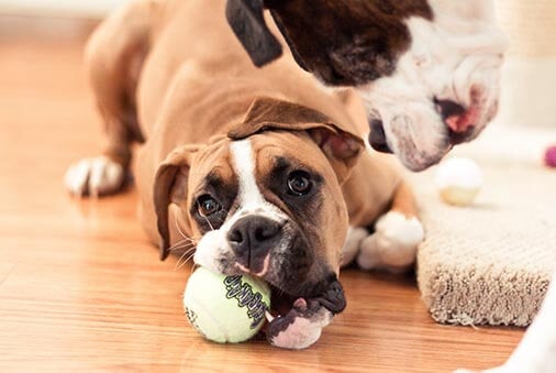 image of a boxer dog