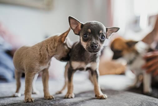 image of a chihuahua