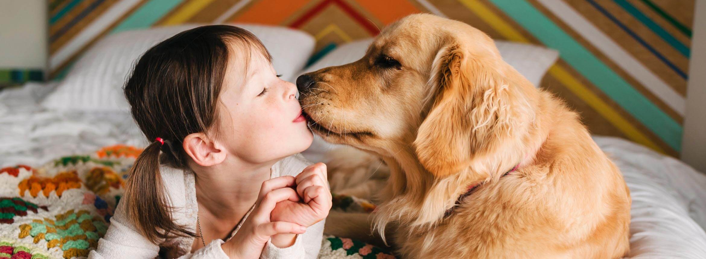 image of a golden retriever