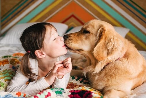image of a golden retriever