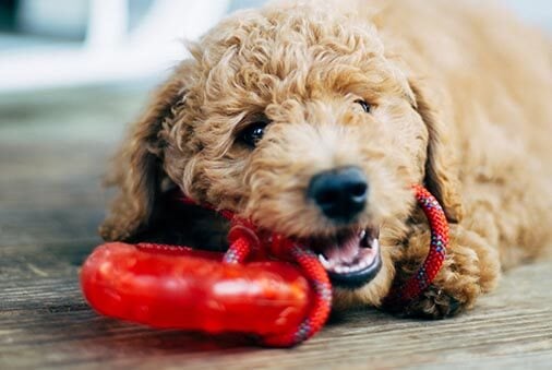 image of a goldendoodle