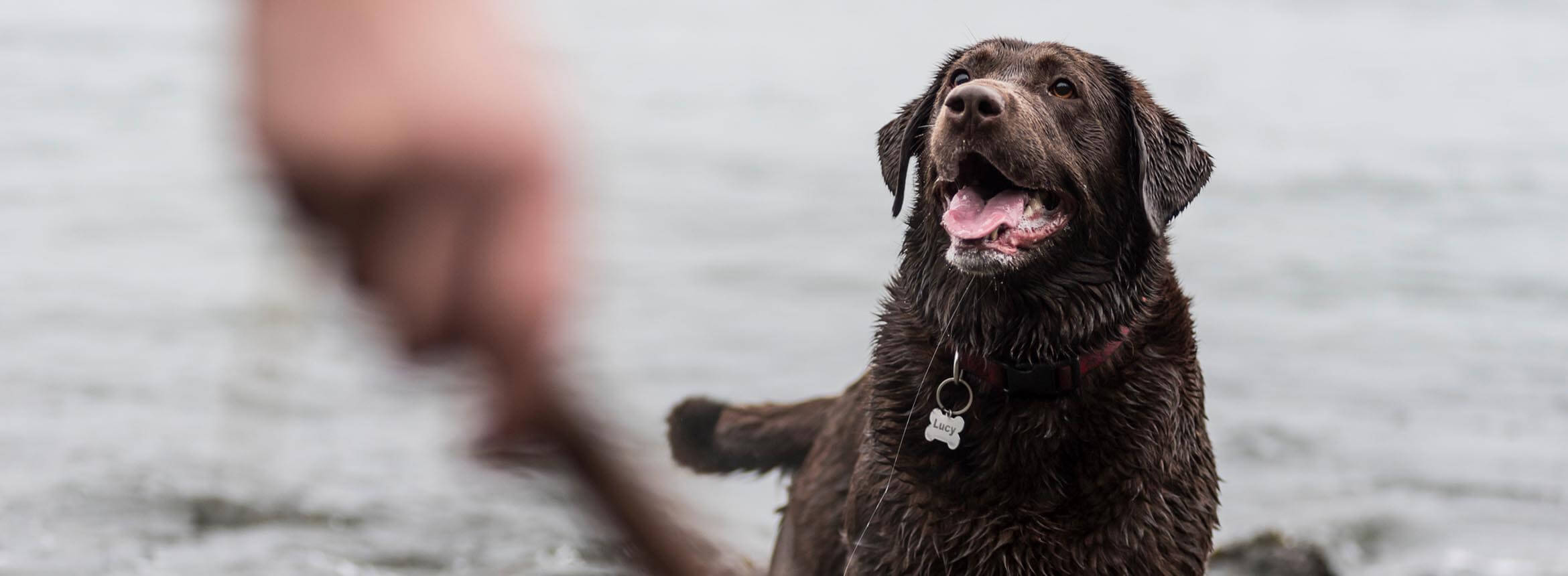 image of a labrador