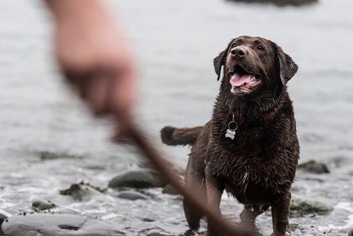 5 Things to Know About a Labrador Retriever 