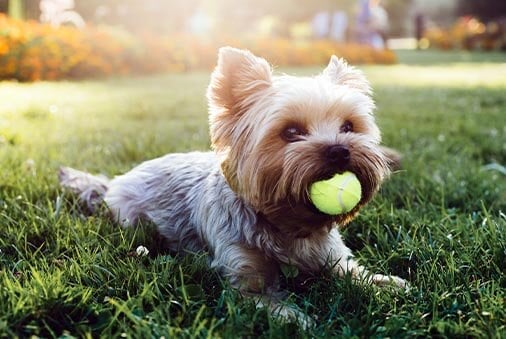 image of a yorkshire terrier