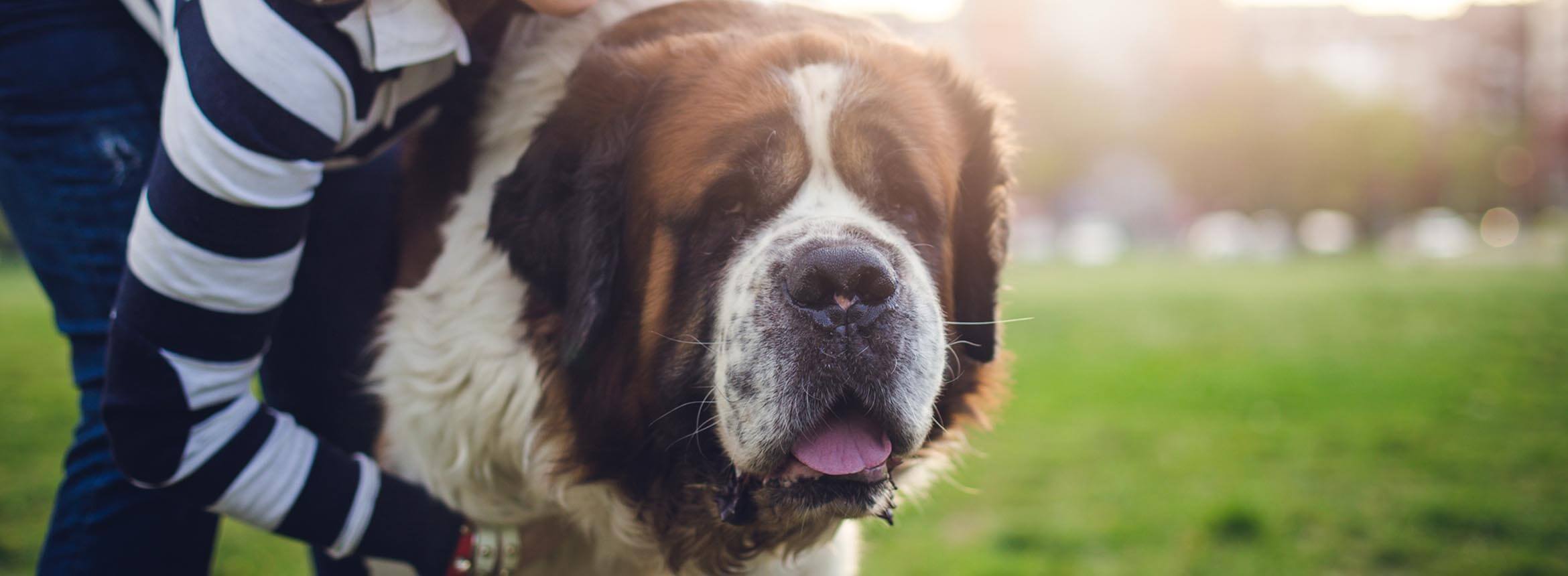 image of a St. Bernard dog