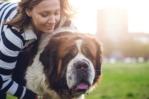 image of a St. Bernard dog