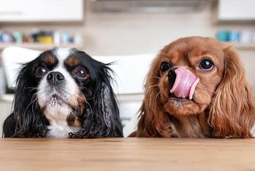 image of two small dogs