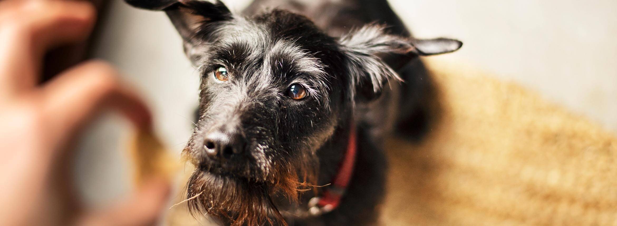 image of dog being fed treat