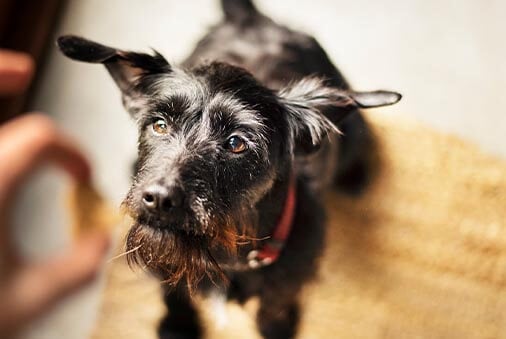 image of dog being fed treat