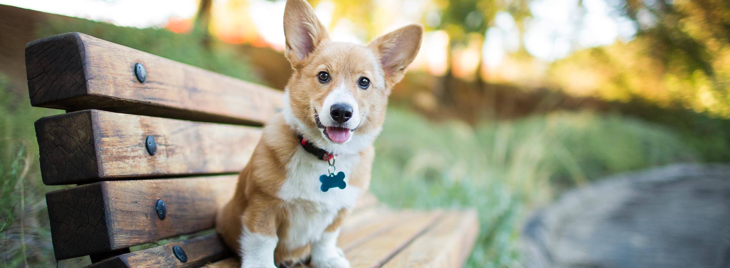 image of dog on a park bench