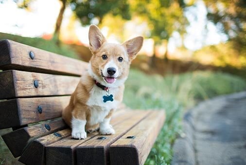 image of dog on a park bench