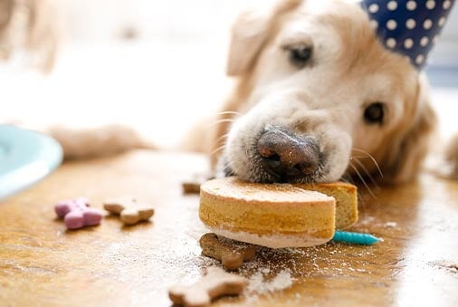 Golden retriever dog wearing a party hat enjoys a dog birthday cake.