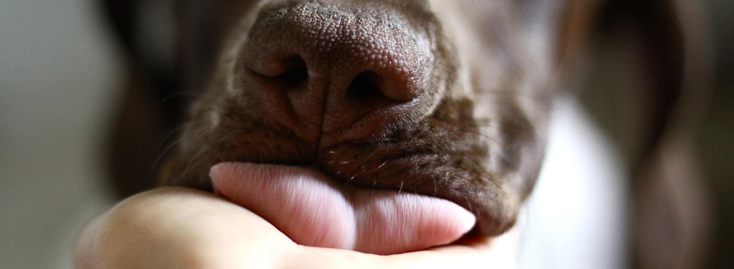 image of dog taking a treat