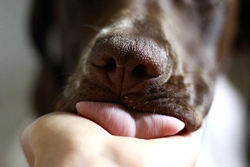 image of dog taking a treat