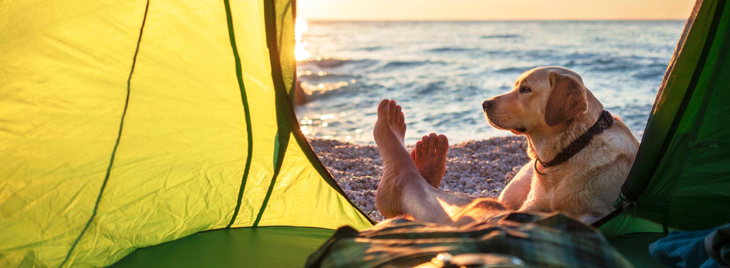 image of a dog in a yellow tent