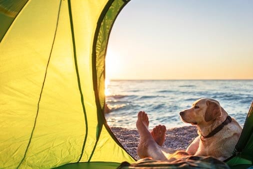 image of a dog in a yellow tent