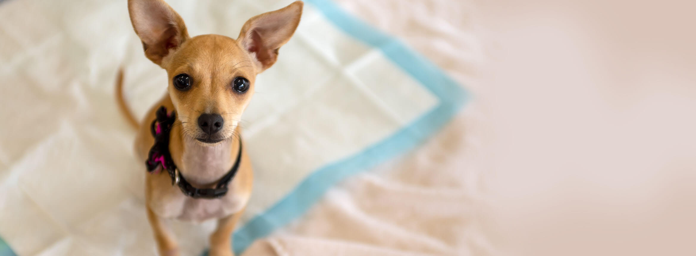 image of a dog with a potty mat