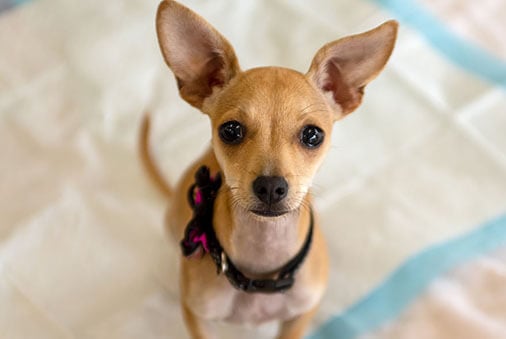 image of a dog with a potty mat