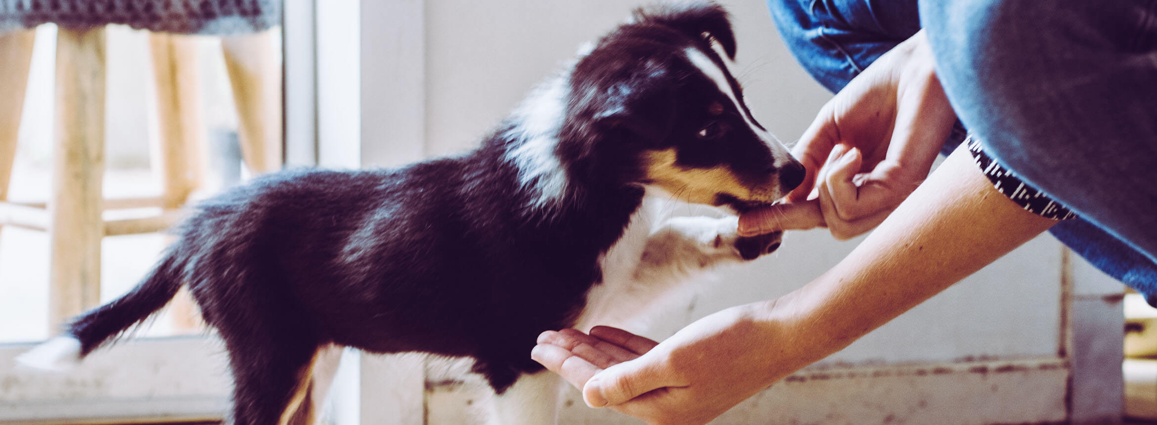 image of a dog taking a treat