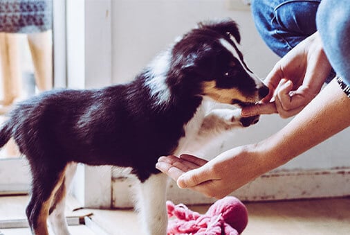 image of a dog taking a treat