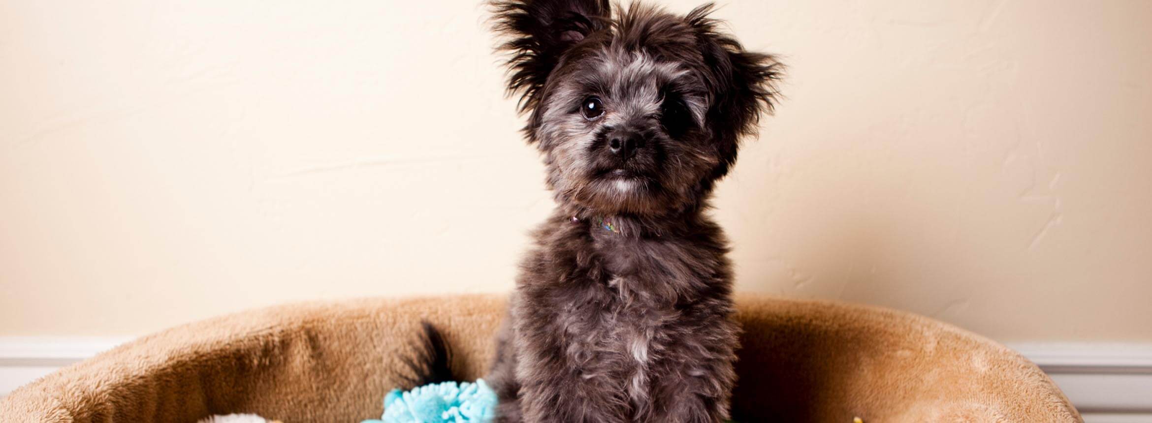 image of puppy in dog bed with toys