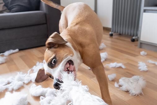 image of a dog destroying a pillow