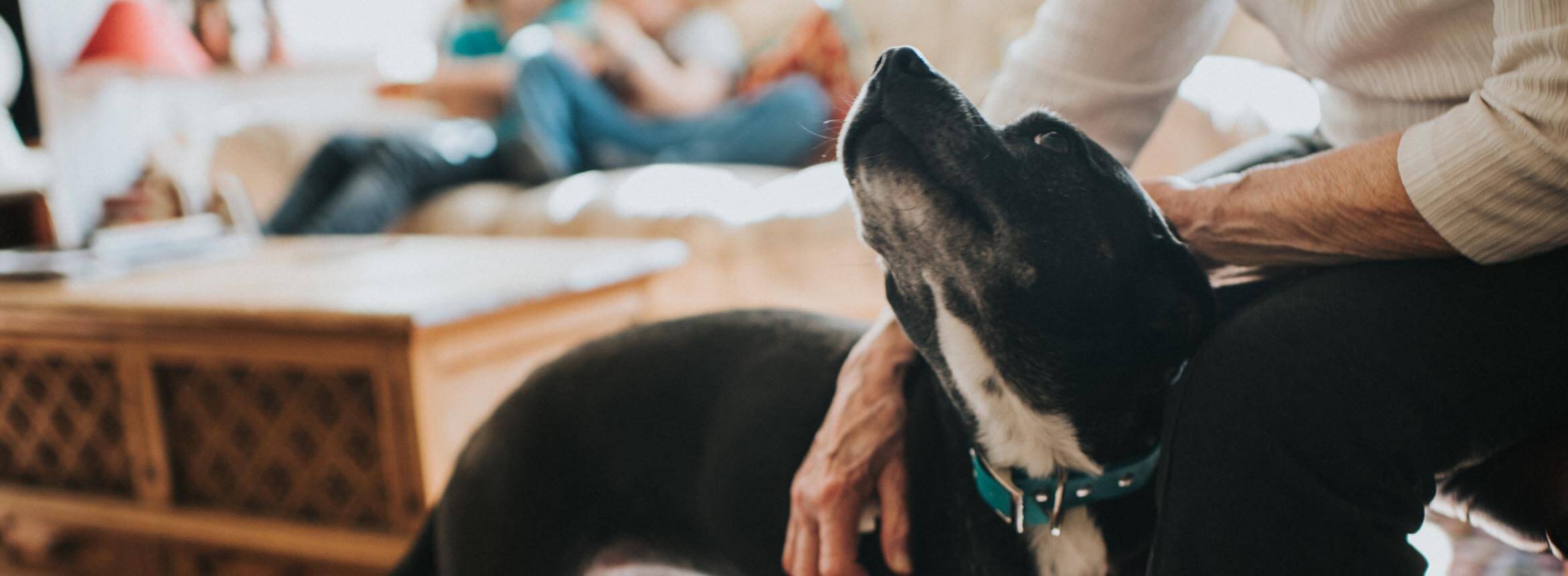 image of a dog being pet 