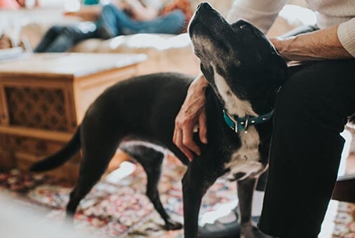 image of a dog being pet 