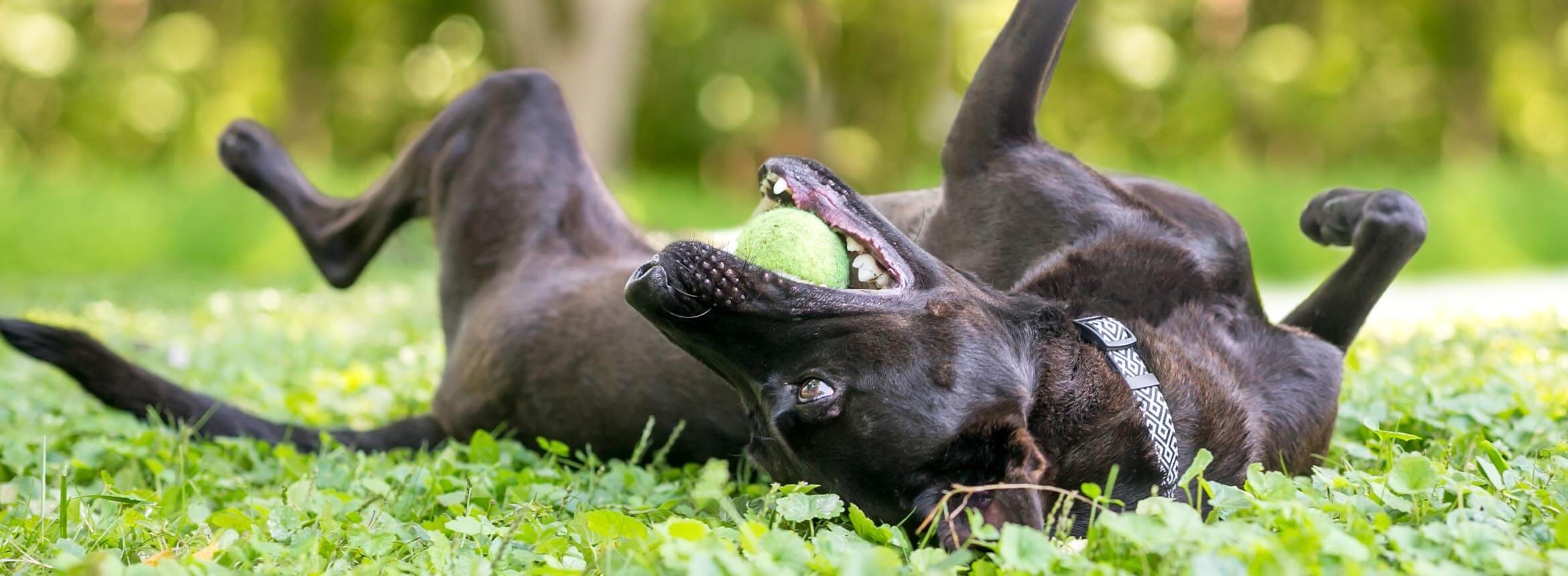 image of a dog rolling on his back